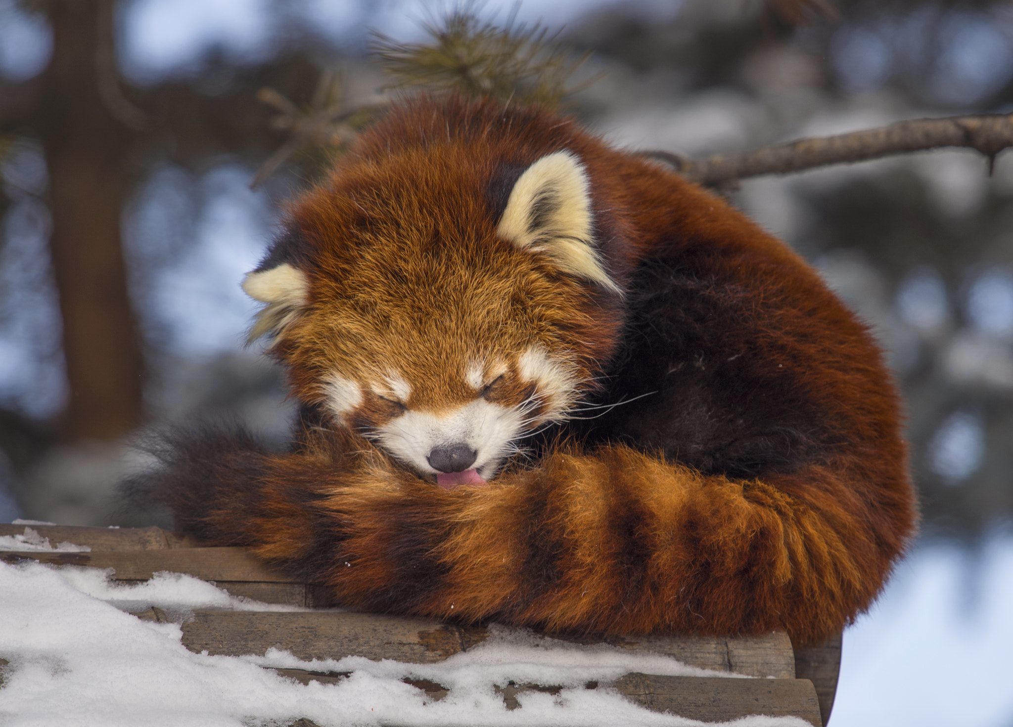 Nikon Nikkor AF-S 300mm F4E PF ED VR sample photo. Waking up photography