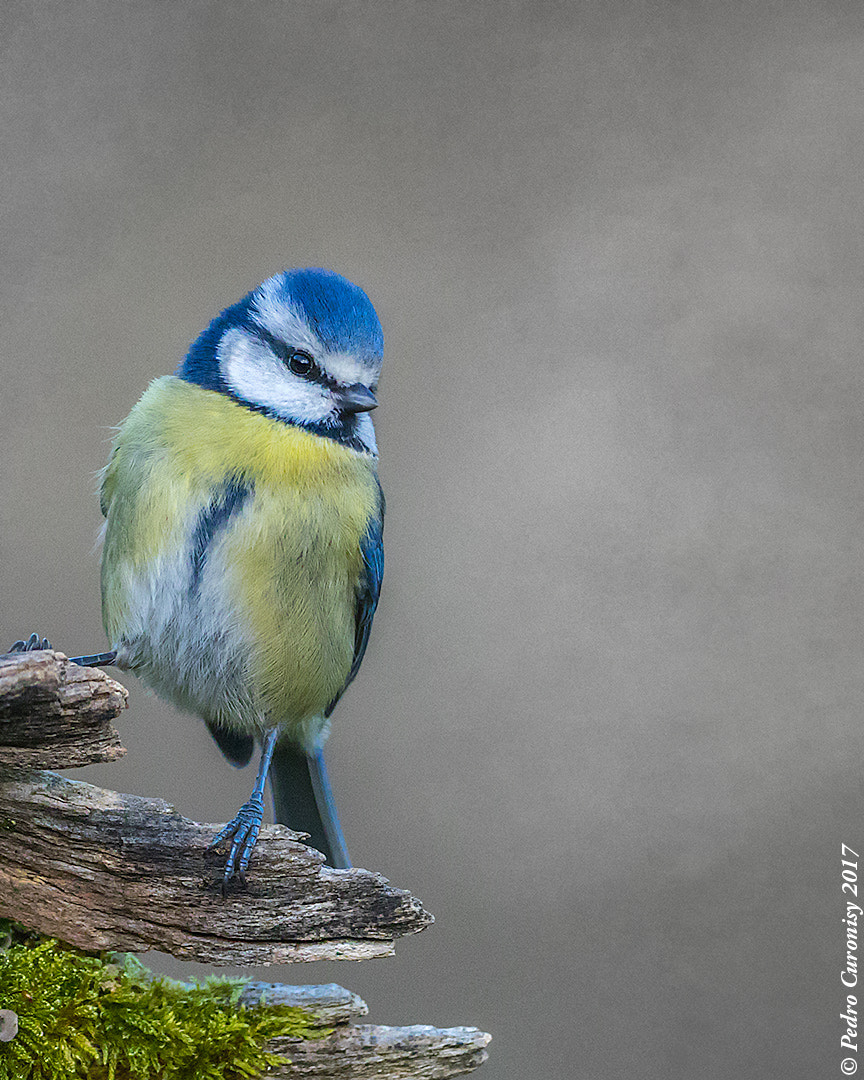 Olympus OM-D E-M1 + OLYMPUS M.300mm F4.0 sample photo. Herrerillo común photography