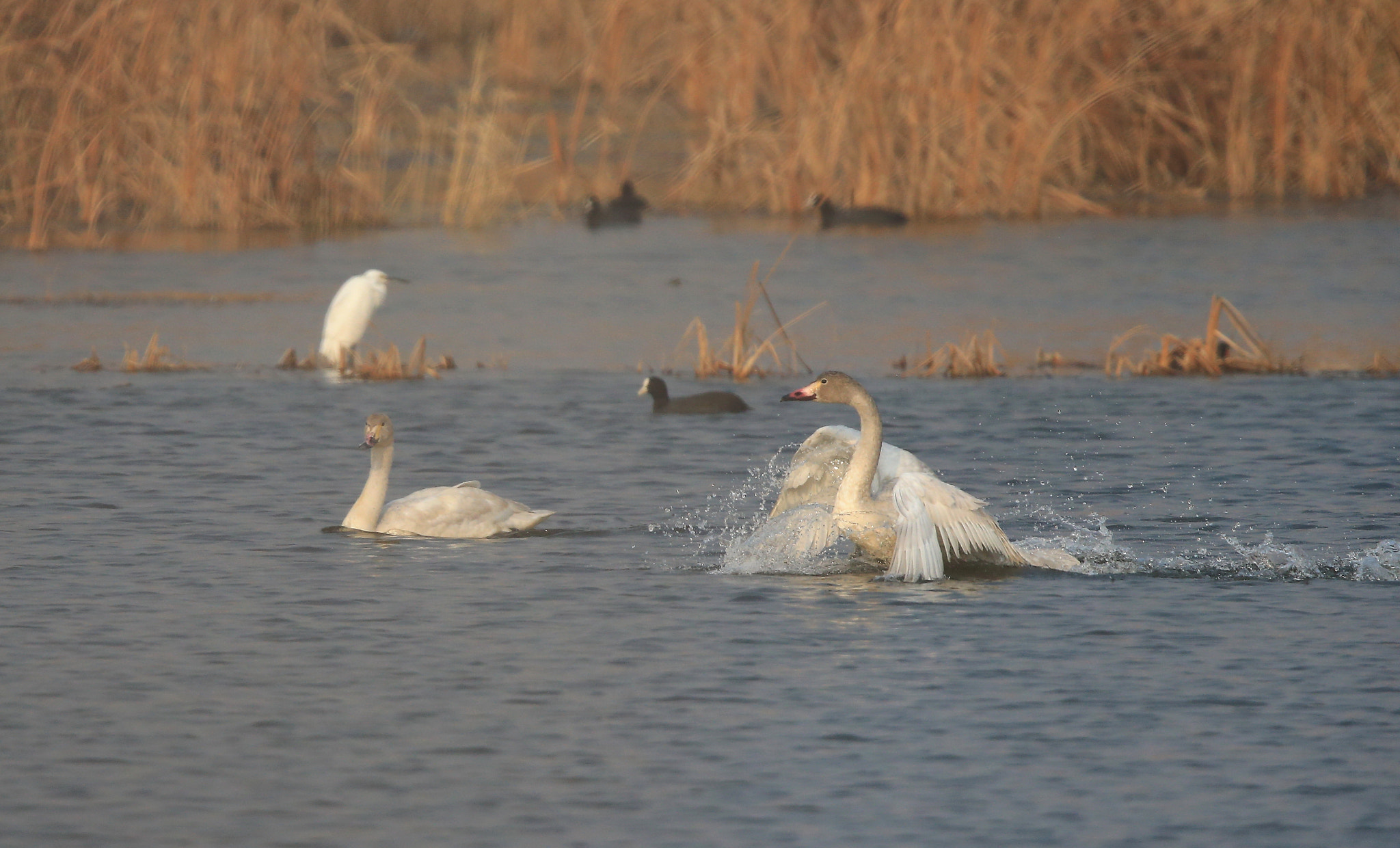 Canon EF 600mm F4L IS II USM sample photo. 919 photography