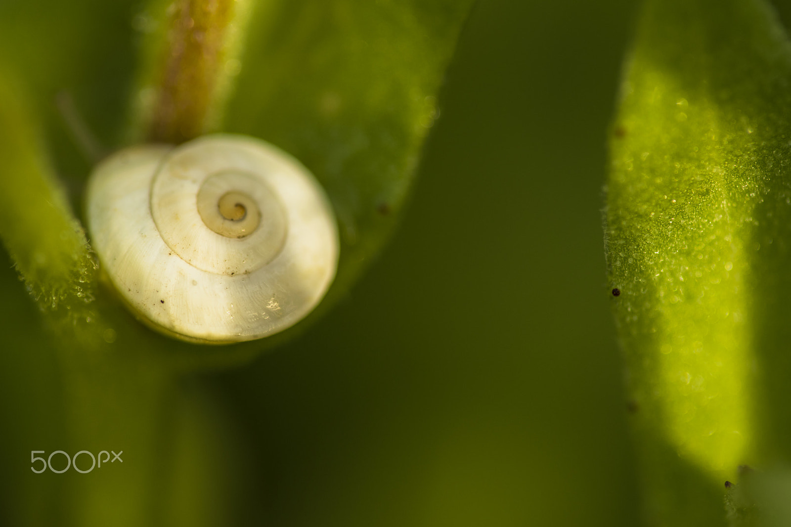 Sigma 150mm F2.8 EX DG Macro HSM sample photo. Snail at morning photography