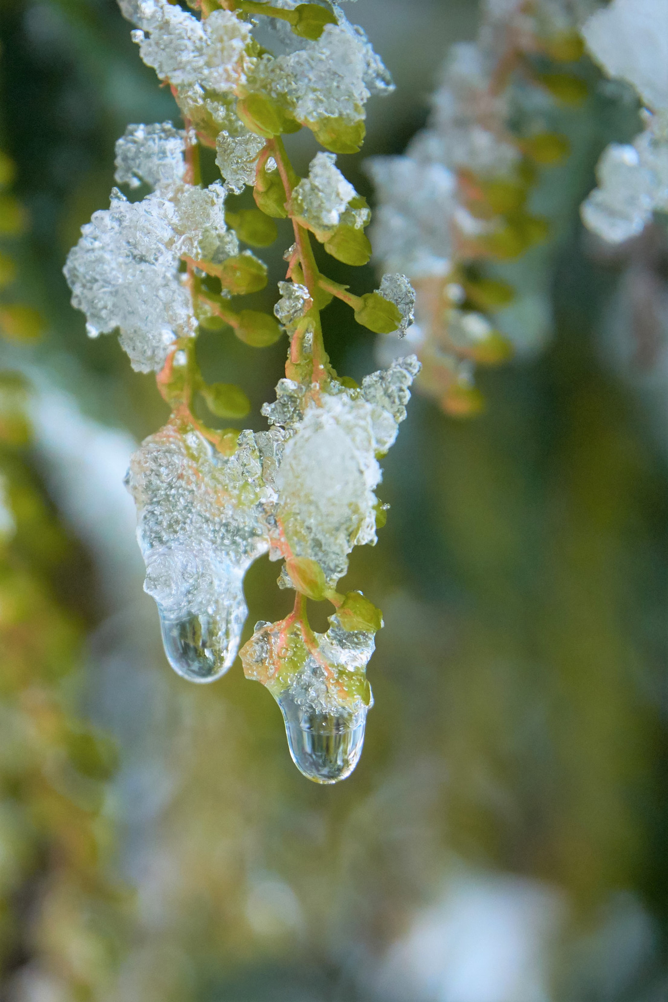 Sony E PZ 18-105mm F4 G OSS sample photo. Study of melting snow 4 photography