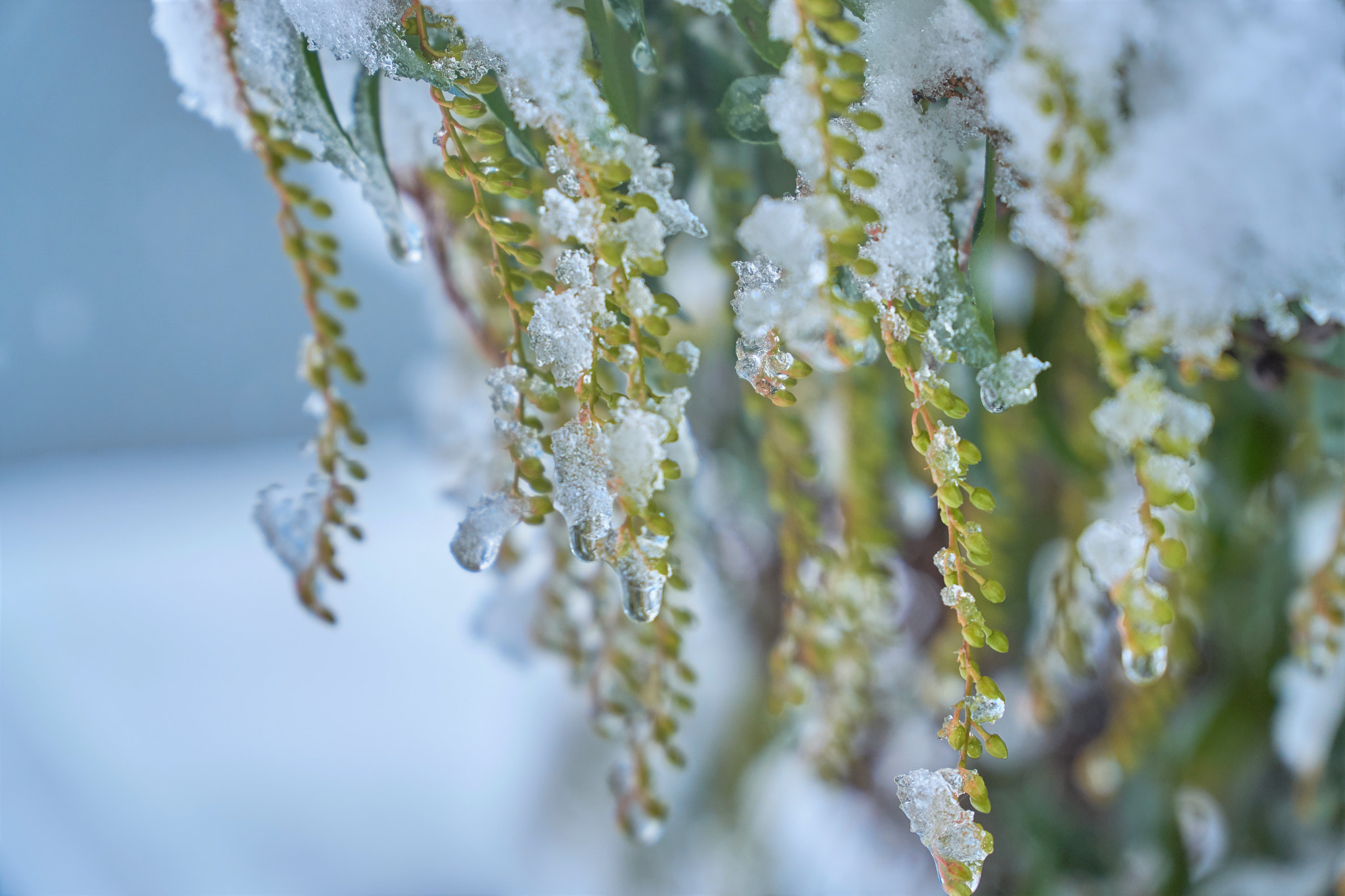 Sony E PZ 18-105mm F4 G OSS sample photo. A study of melting snow photography