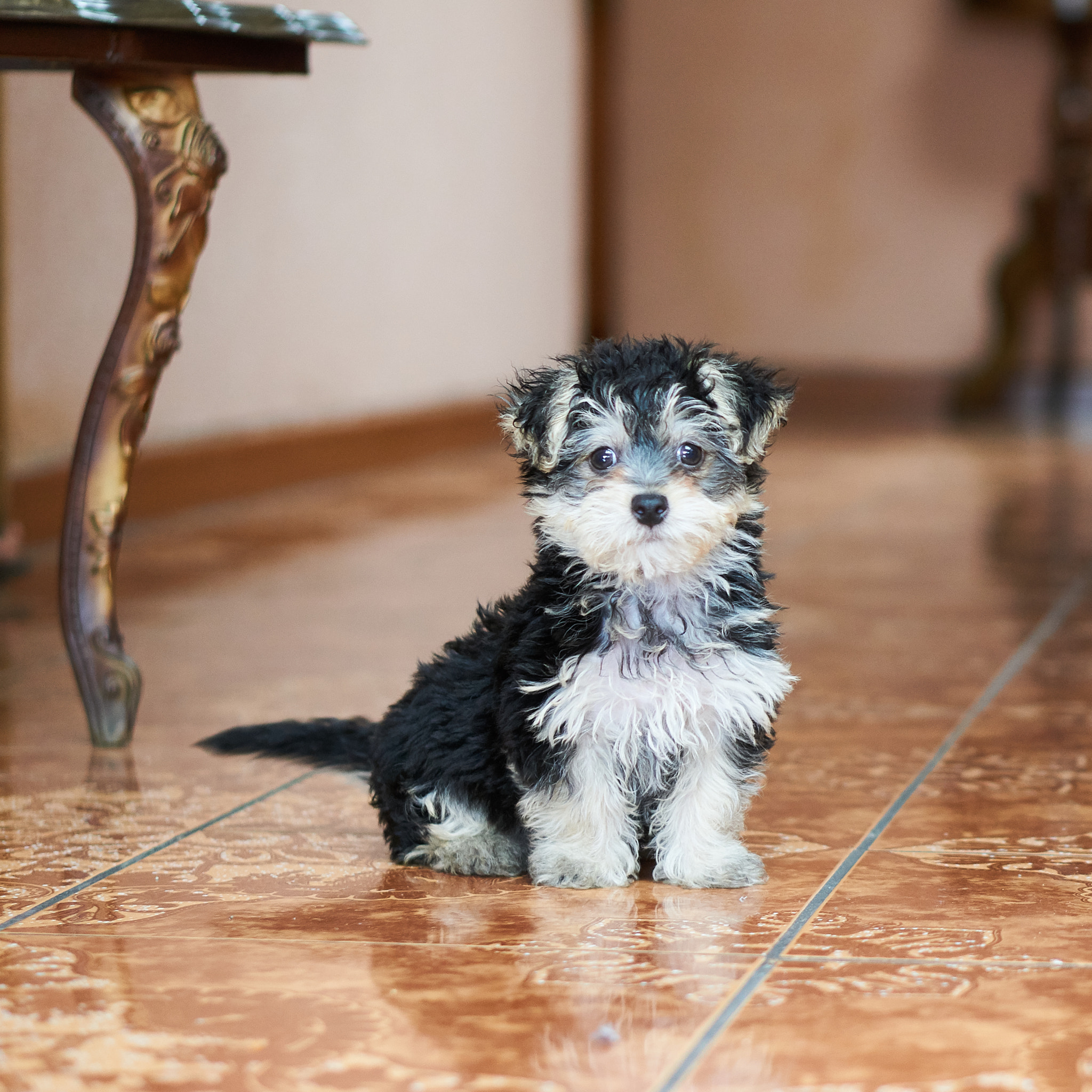 Sony a6000 sample photo. Nacho el cachorrito photography