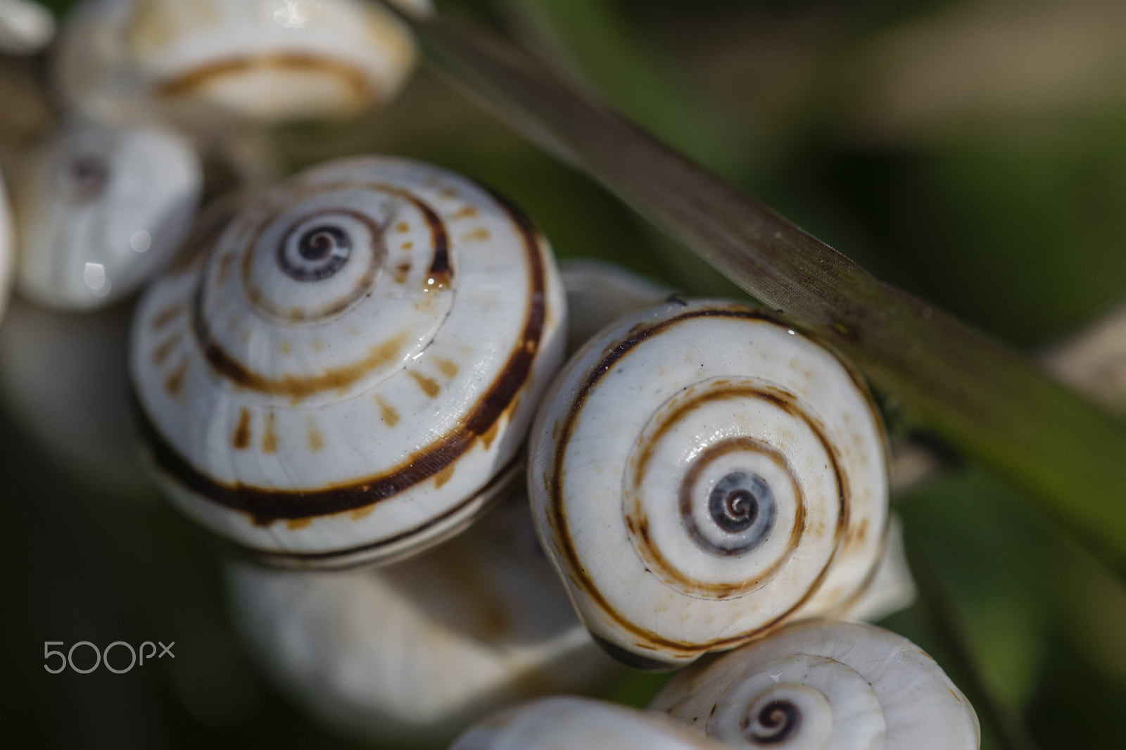 Nikon D3300 + Sigma 150mm F2.8 EX DG Macro HSM sample photo. Snails photography