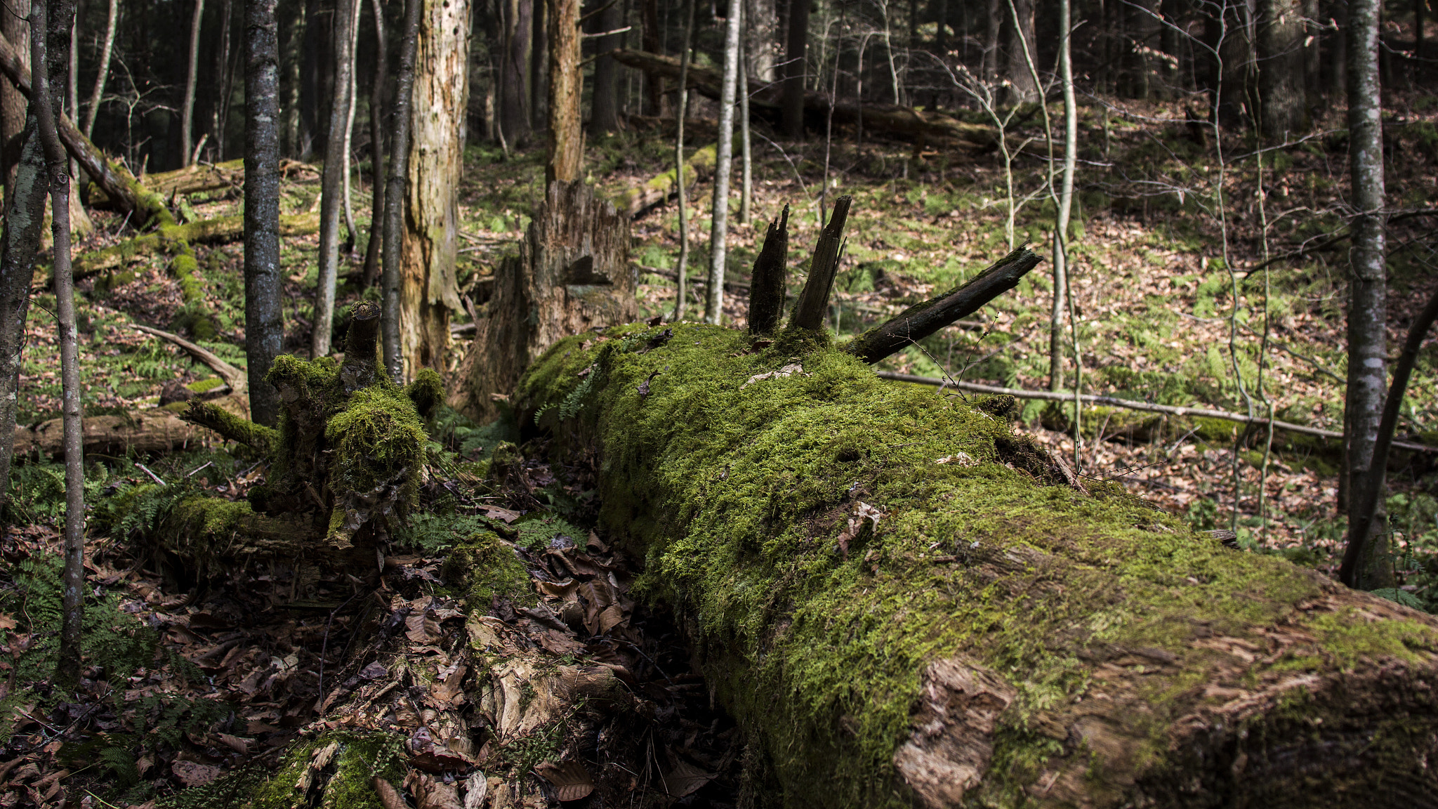 Canon EF 28-135mm F3.5-5.6 IS USM sample photo. Hocking hills state park 3 photography