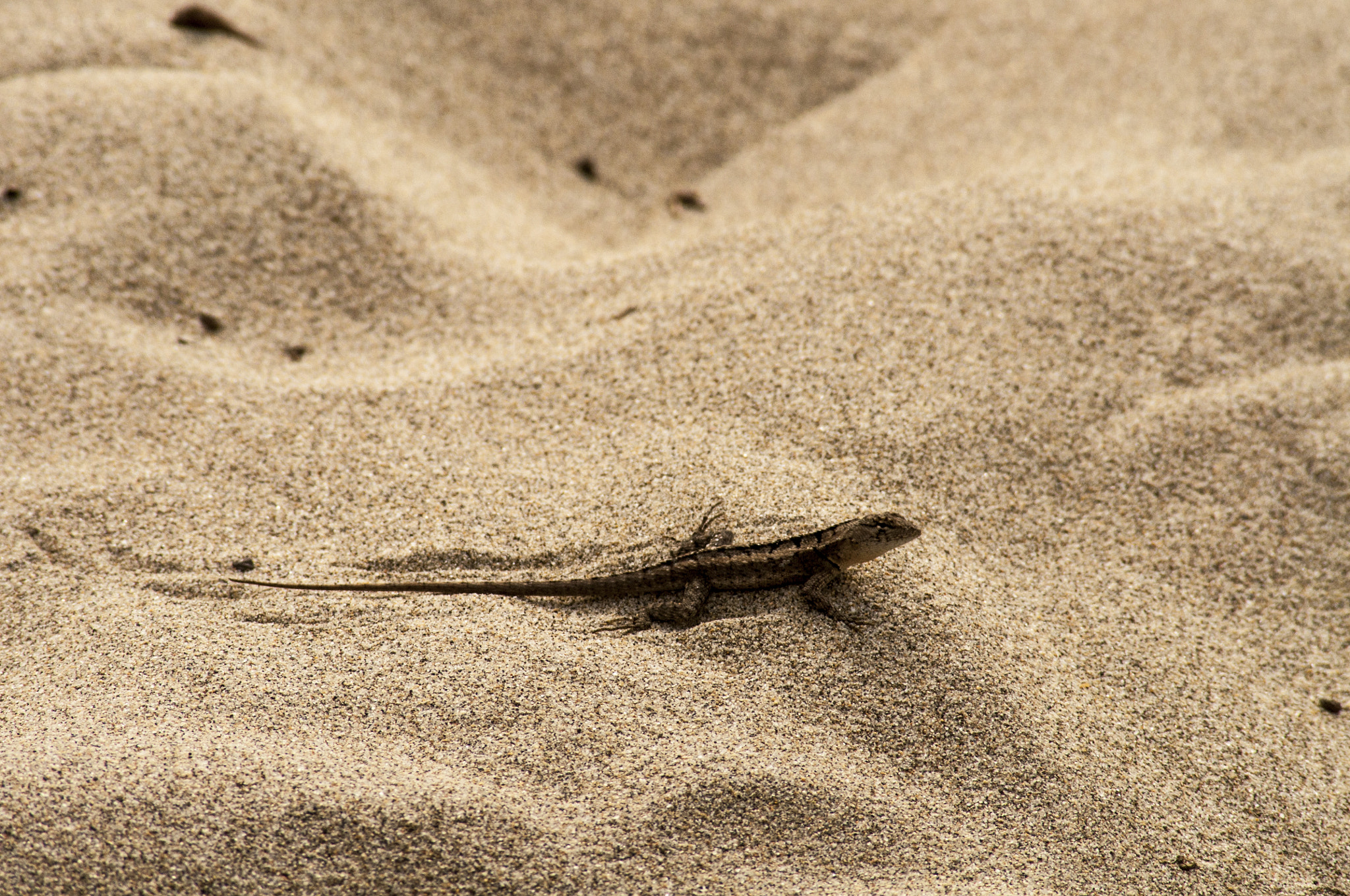 Nikon D5000 sample photo. Color del camuflaje.jpg photography