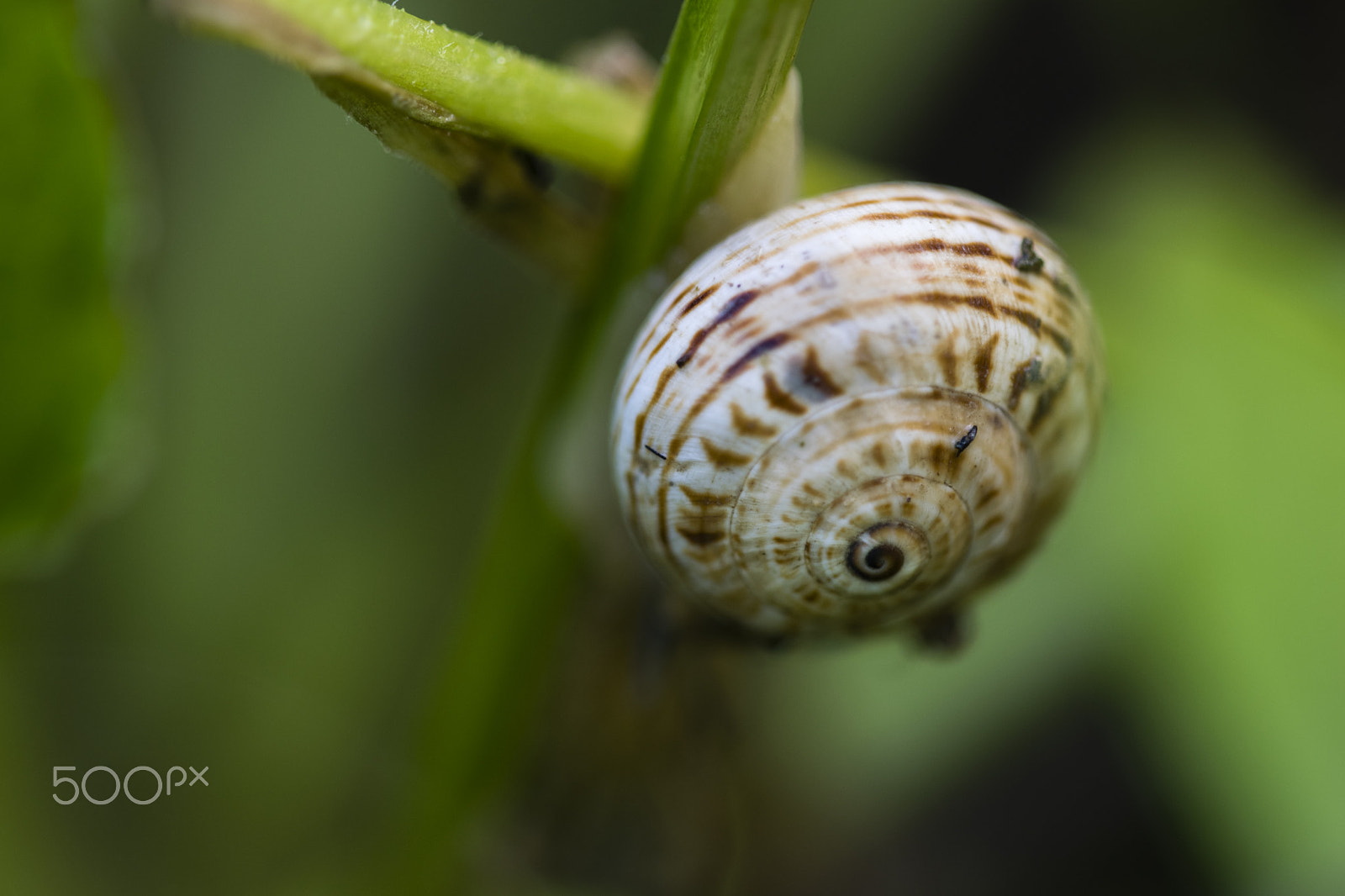 Sigma 150mm F2.8 EX DG Macro HSM sample photo. Theba pisana photography