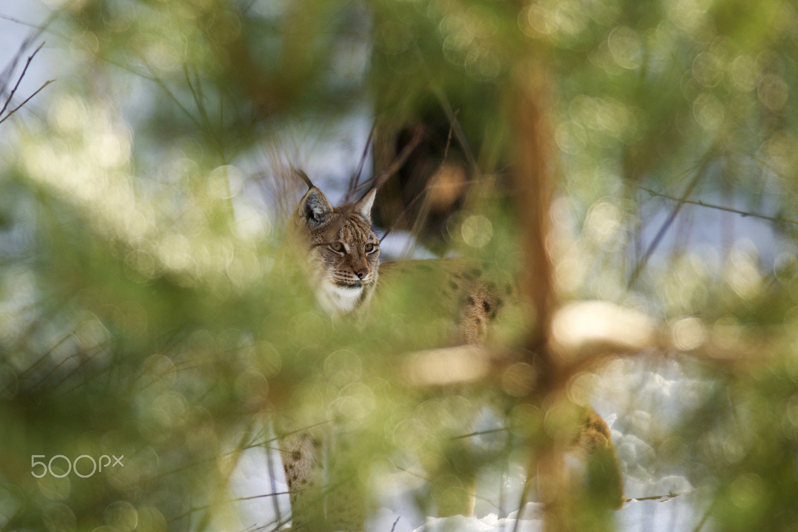 Canon EF 200-400mm F4L IS USM Extender 1.4x sample photo. Overlapped photography