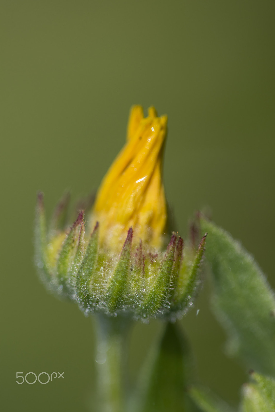 Nikon D3300 + Sigma 150mm F2.8 EX DG Macro HSM sample photo. Calendula arvensis photography