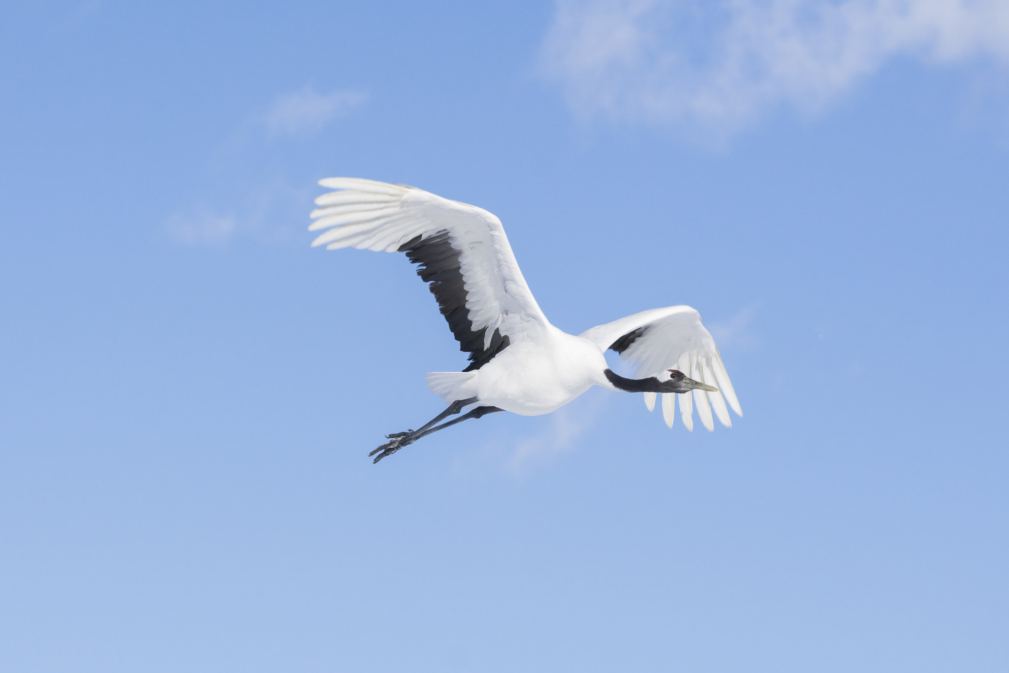 Sony a6000 + Tamron SP 150-600mm F5-6.3 Di VC USD sample photo. Red-crowned crane photography