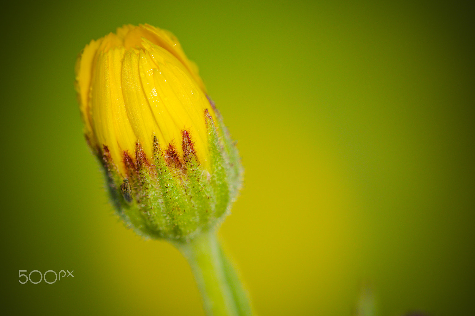 Sigma 150mm F2.8 EX DG Macro HSM sample photo. The power of sun photography
