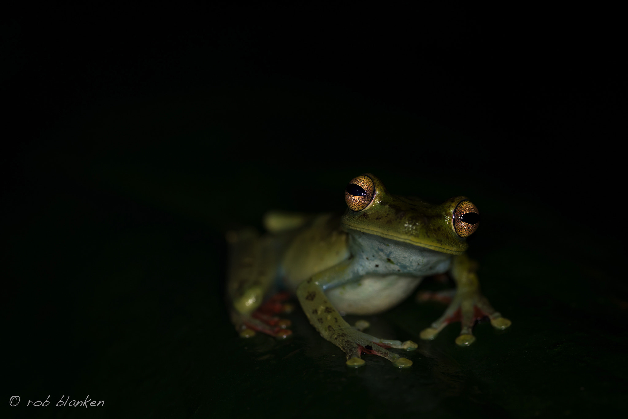 Nikon D810 sample photo. Canal tree frog photography