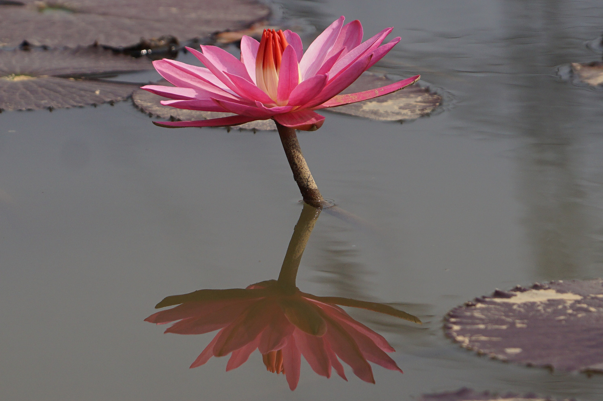 Sony ILCA-77M2 sample photo. Water lilies and leafs. photography