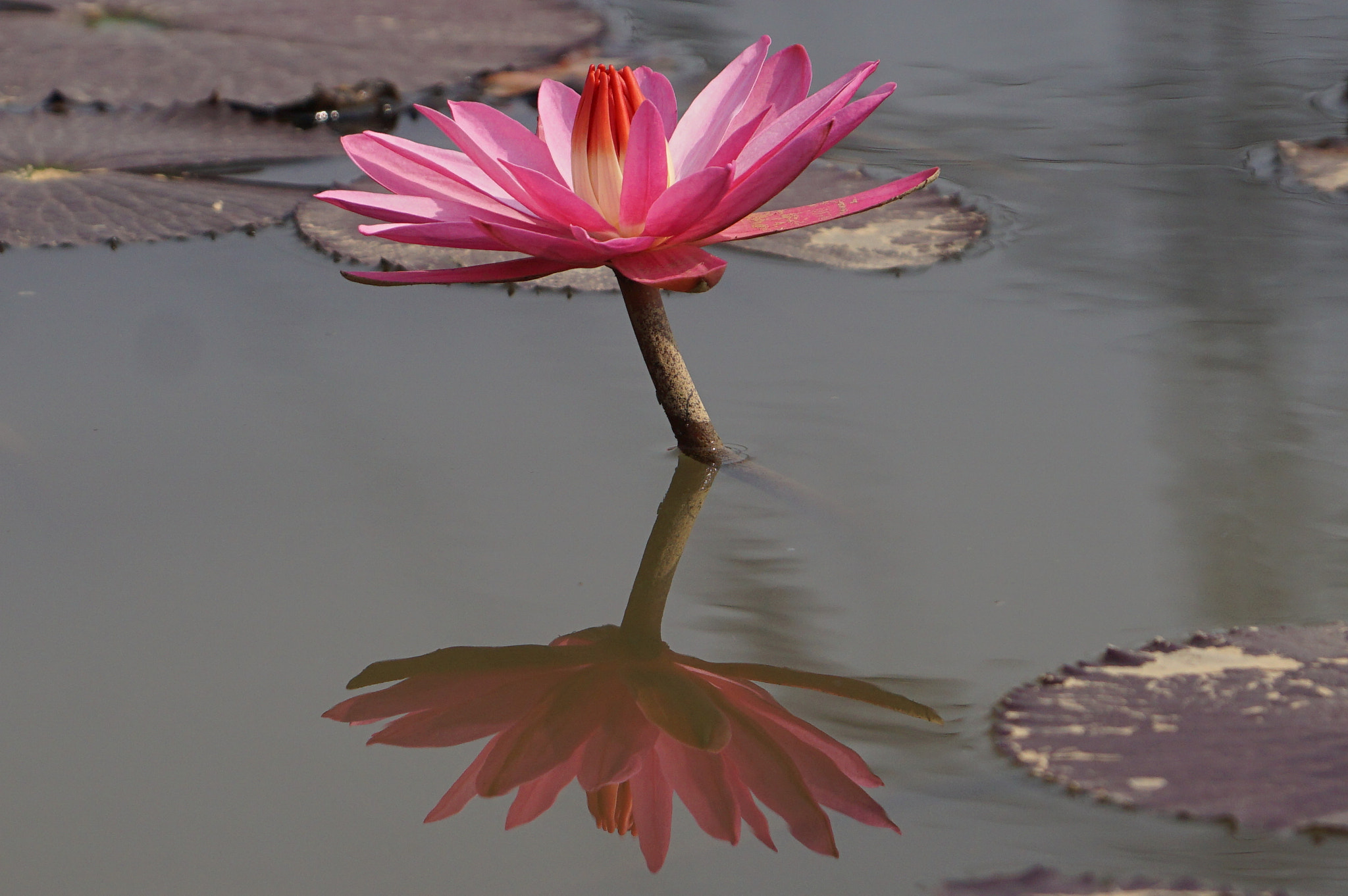 Sony DT 18-135mm F3.5-5.6 SAM sample photo. Water lilies and leafs. photography