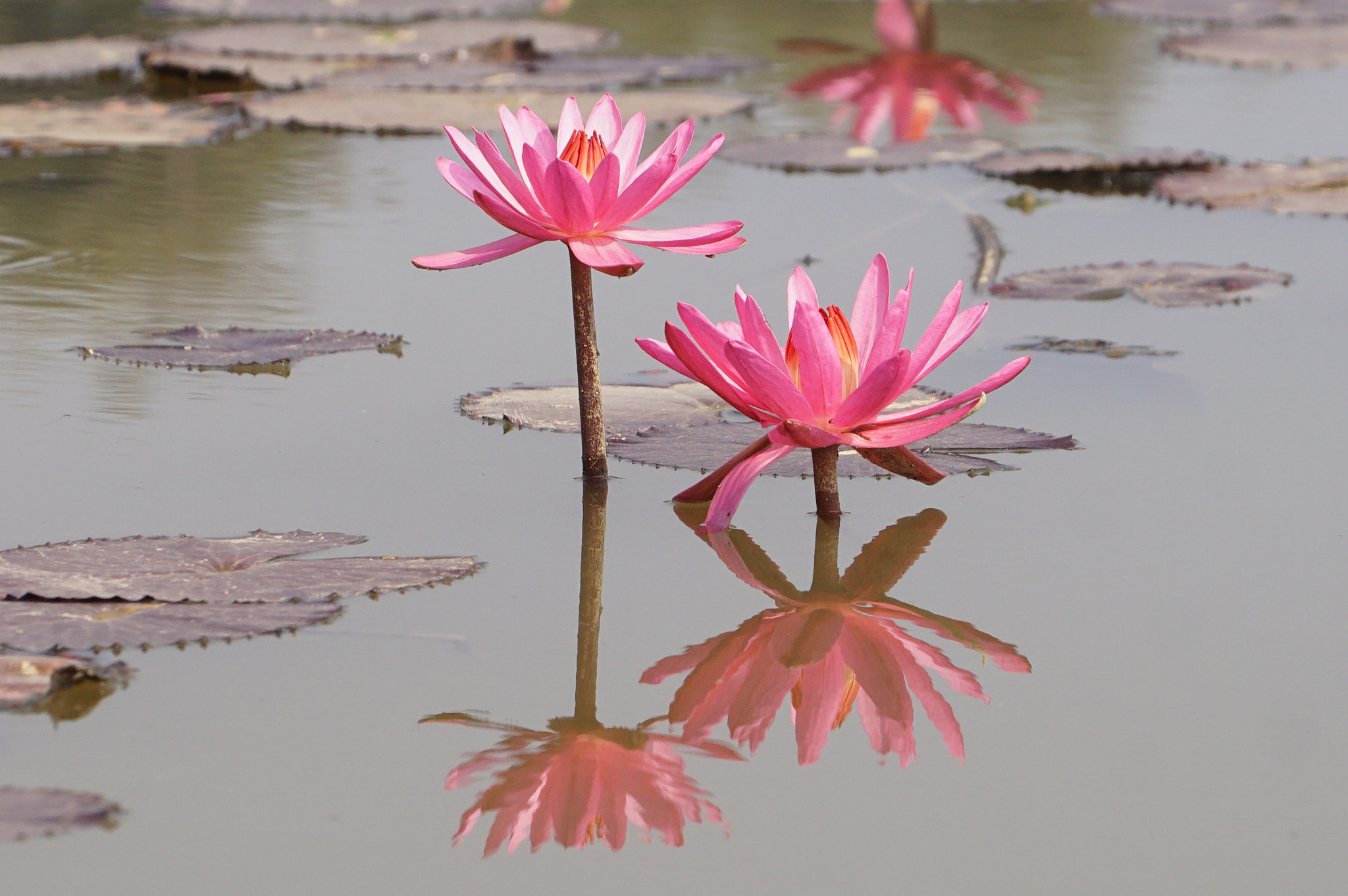 Sony DT 18-135mm F3.5-5.6 SAM sample photo. Water lilies and leafs. photography