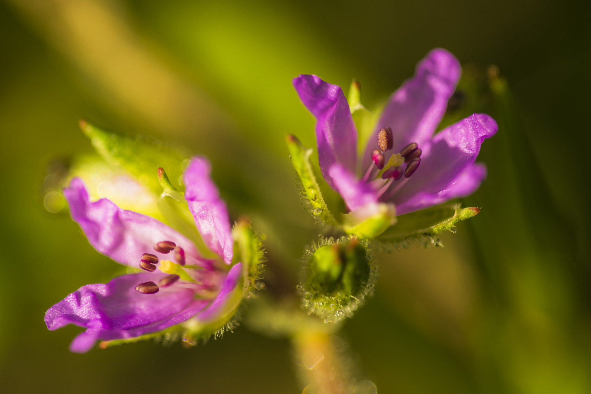 Sigma 150mm F2.8 EX DG Macro HSM sample photo. Close pink photography