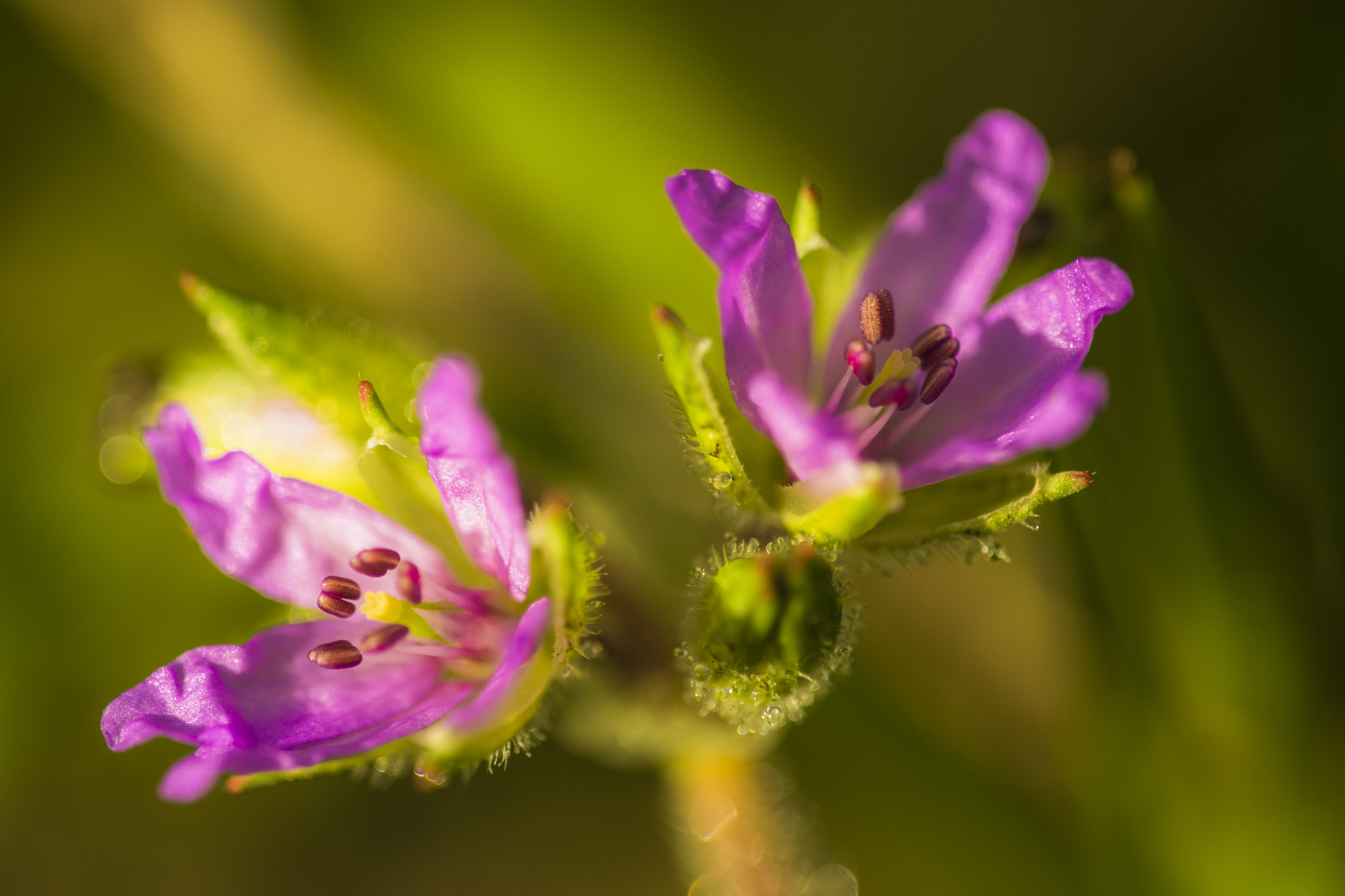 Nikon D3300 + Sigma 150mm F2.8 EX DG Macro HSM sample photo. Close pink photography