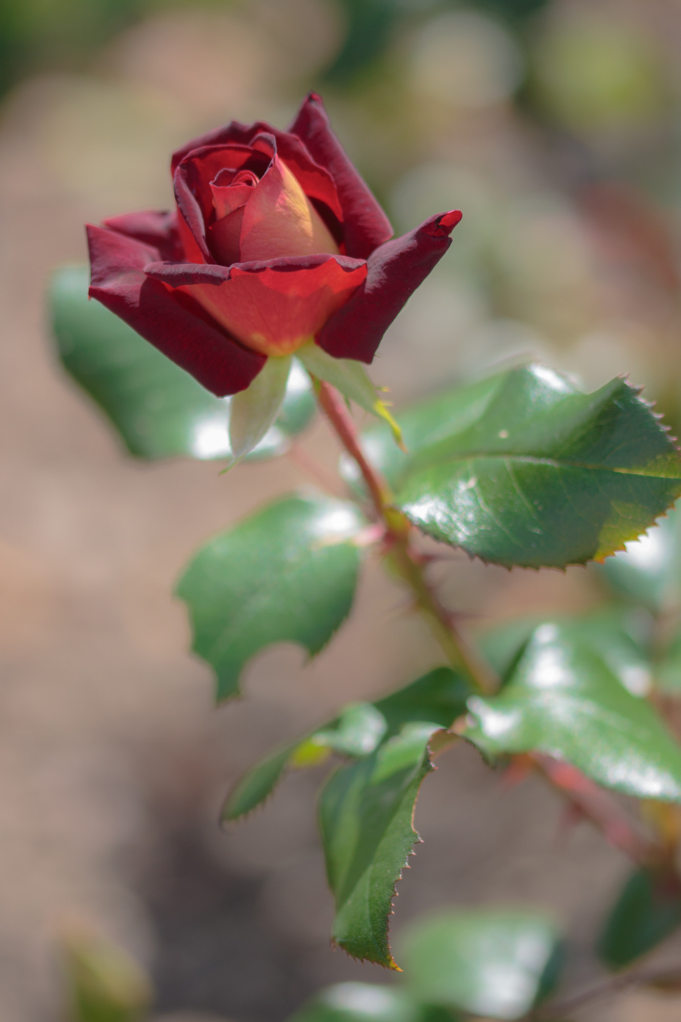 Sigma 105mm F2.8 EX DG OS HSM sample photo. Nature  photography