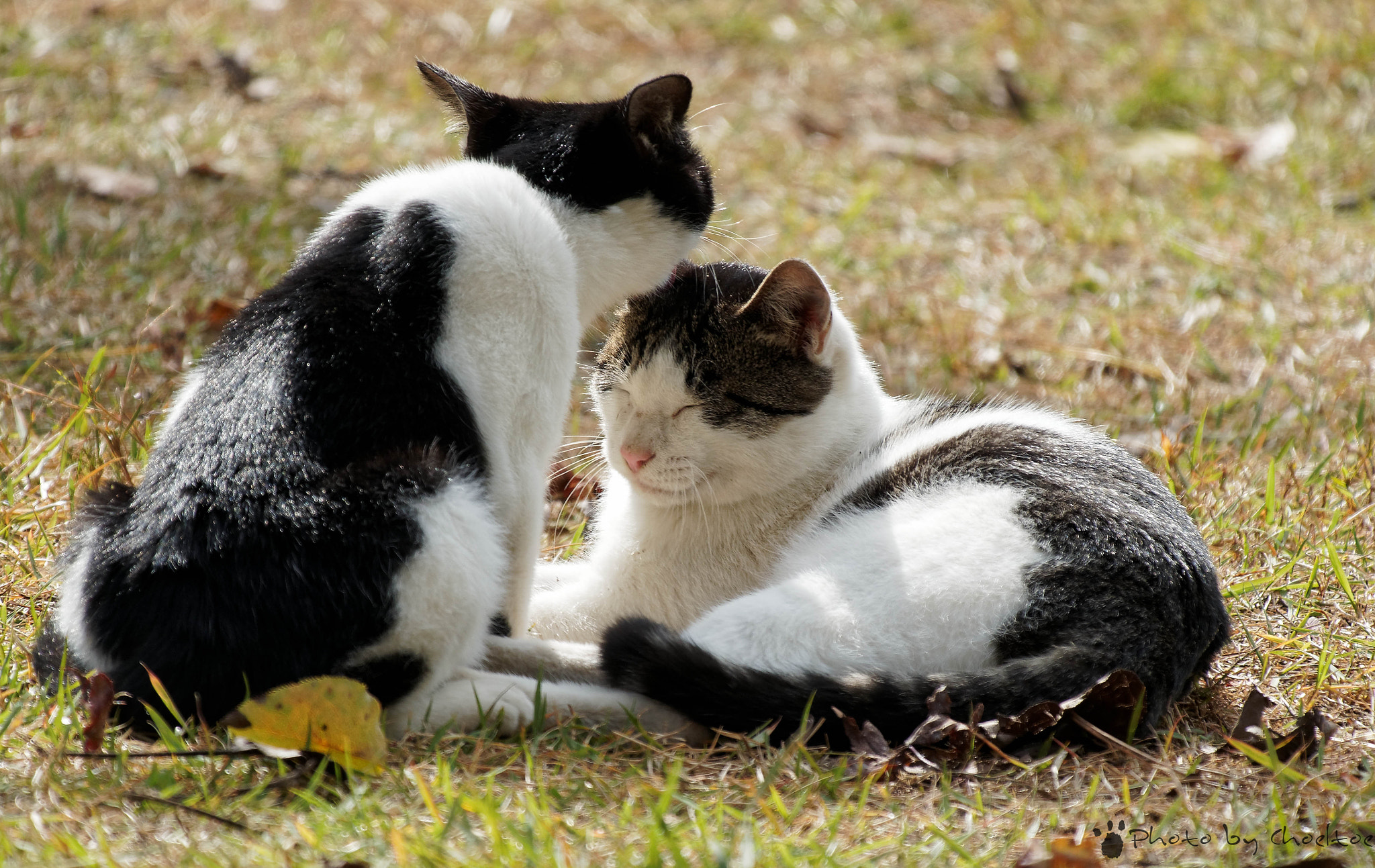 Olympus OM-D E-M5 II + LEICA DG 100-400/F4.0-6.3 sample photo. Cats photography