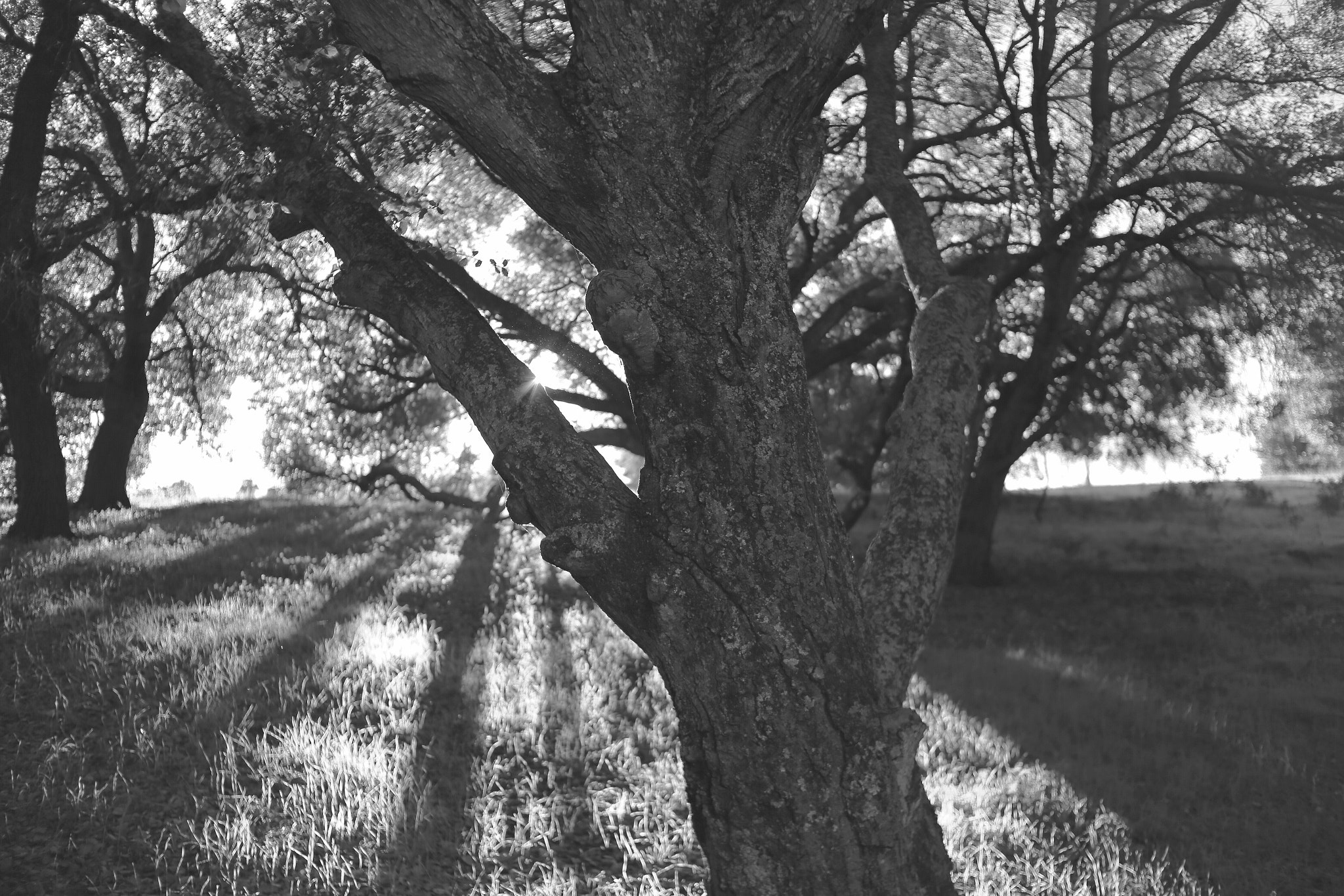 Canon 35mm sample photo. Defender photography