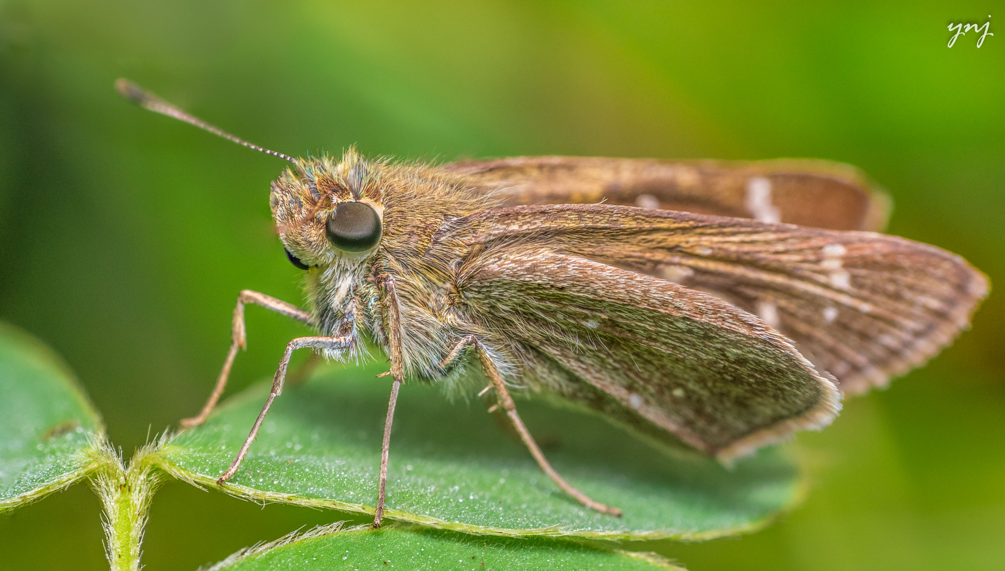 Canon EF 100mm F2.8 Macro USM sample photo. Rice swift (butterfly) photography