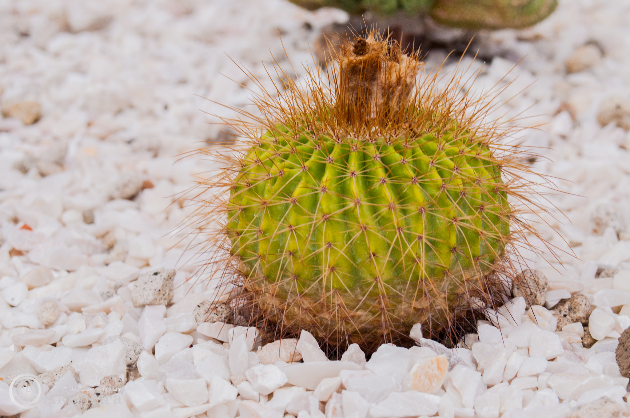 AF Zoom-Nikkor 28-80mm f/3.3-5.6G sample photo. Espinocito photography