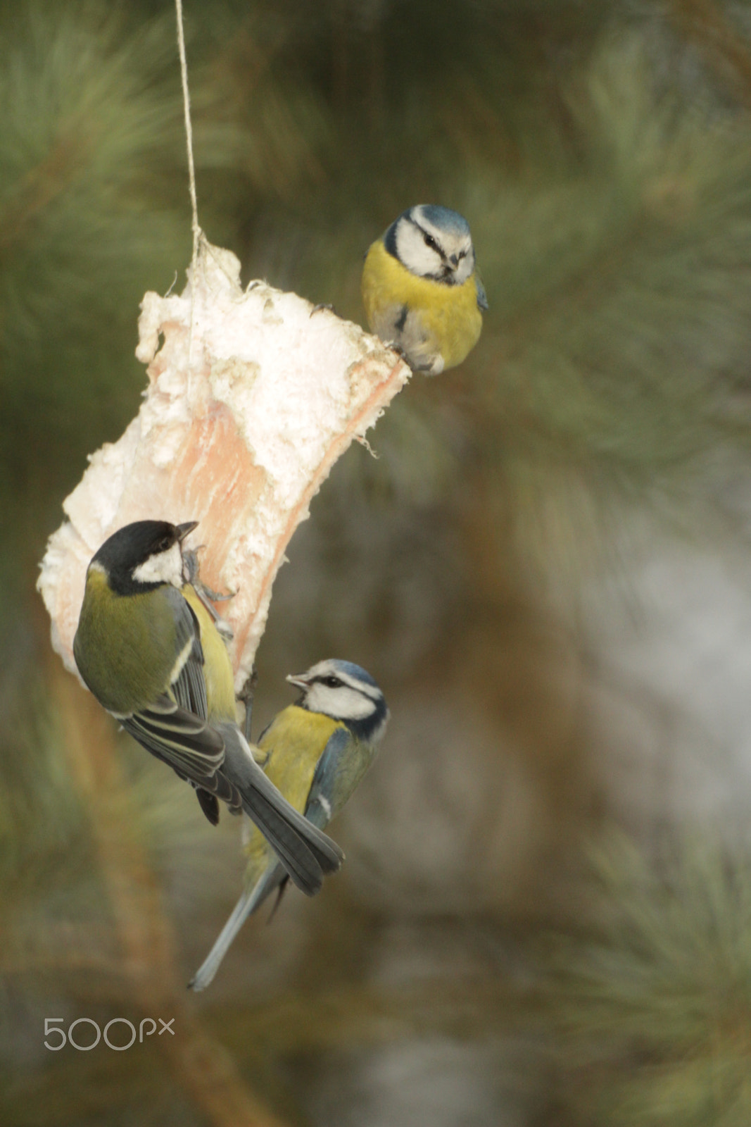 Canon EF 35-80mm f/4-5.6 sample photo. Bird feeder photography