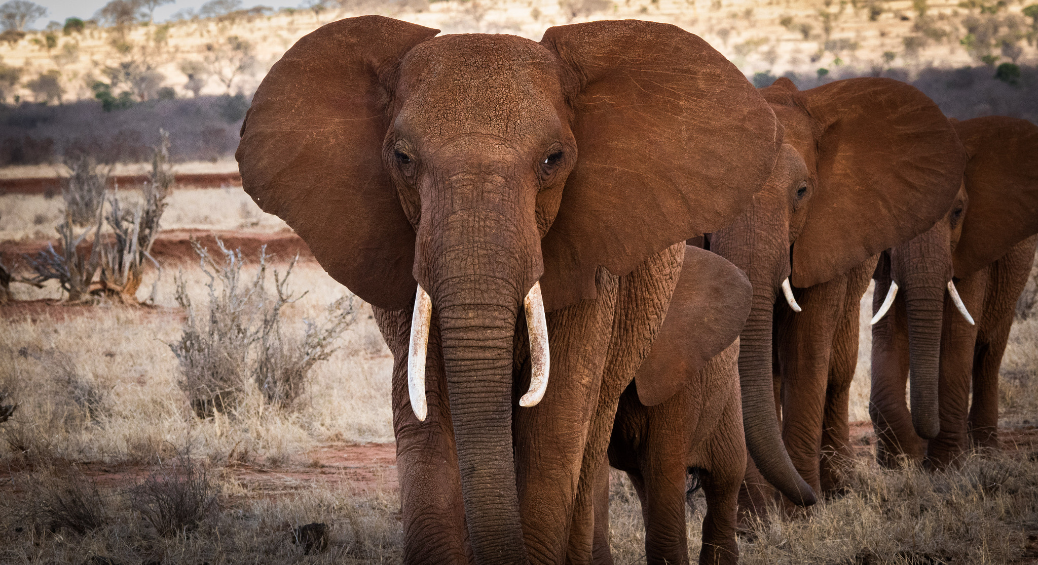 Sigma 150-500mm F5-6.3 DG OS HSM sample photo. The red elephants of tsavo photography