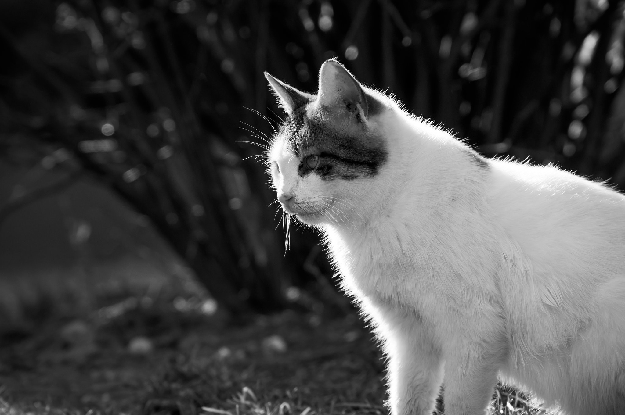 Sony SLT-A37 sample photo. Heykel.... photography