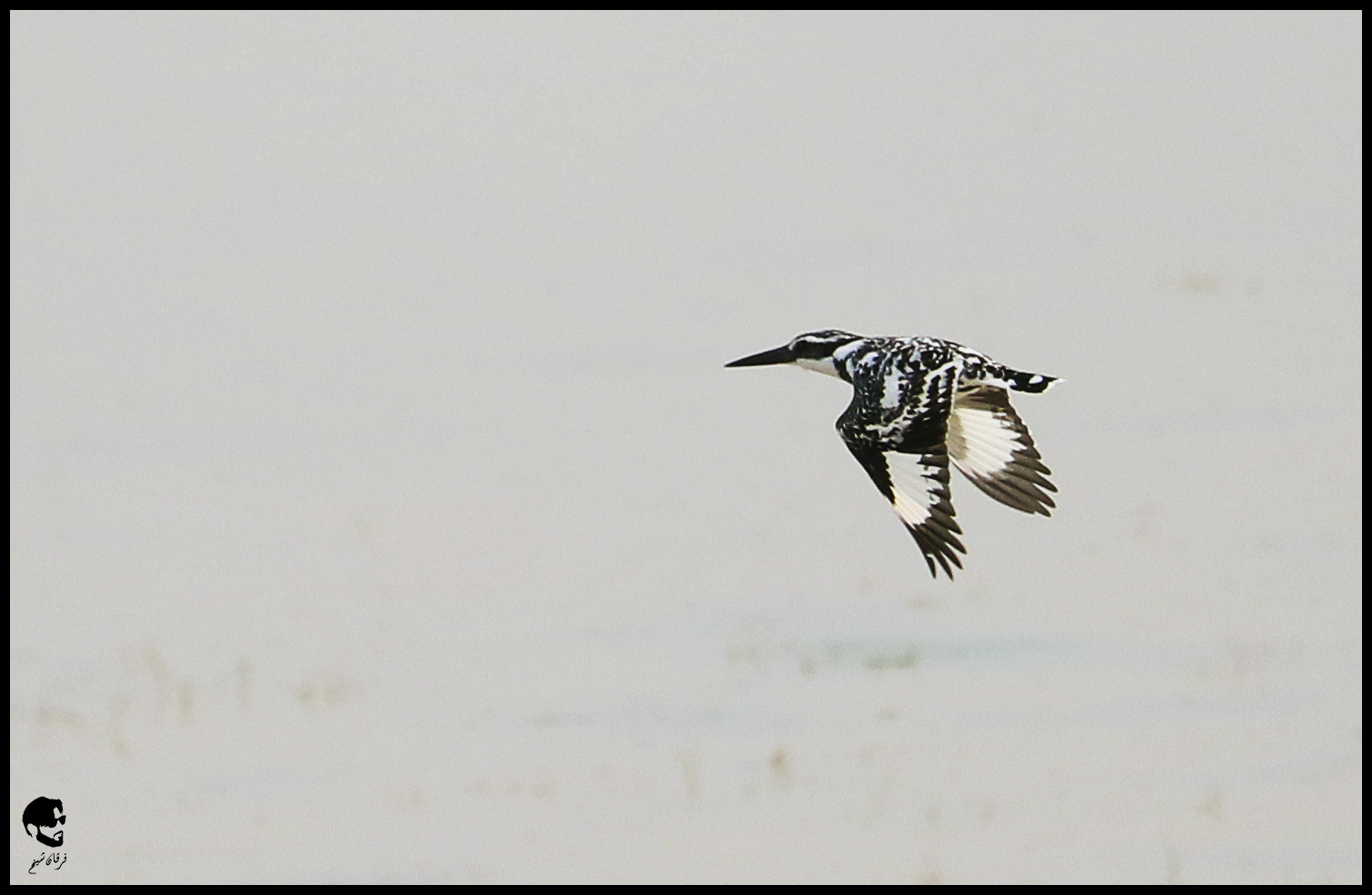 Canon EOS 7D Mark II + Canon EF-S 55-250mm F4-5.6 IS STM sample photo. Pied kingfisher photography