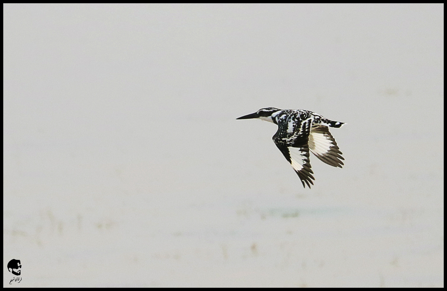Canon EF-S 55-250mm F4-5.6 IS STM sample photo. Pied kingfisher photography