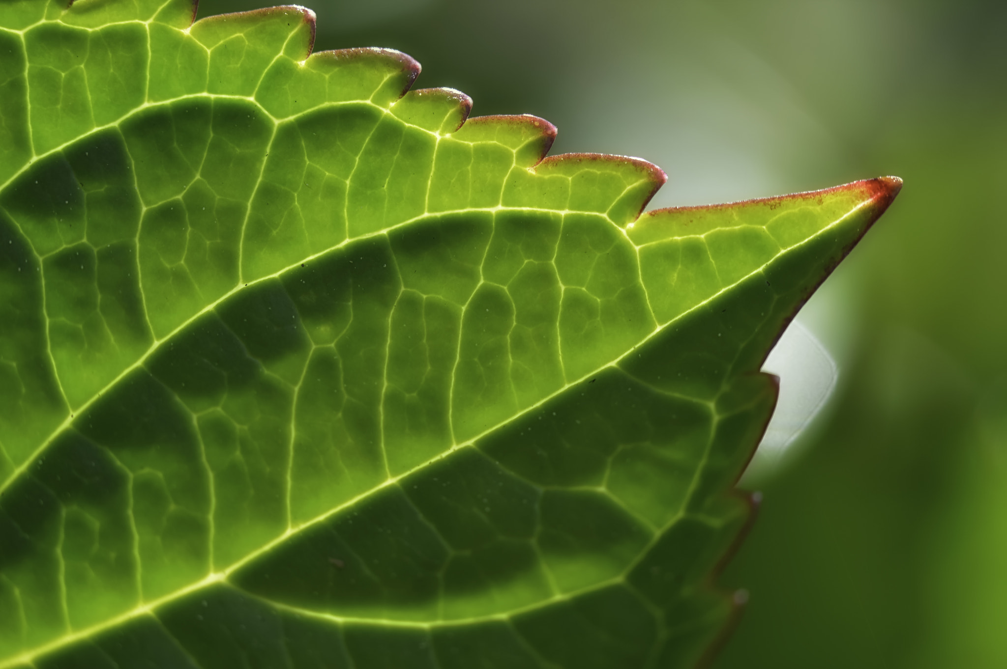 Nikon D3200 + Tamron SP AF 60mm F2 Di II LD IF Macro sample photo. Leaf detail photography