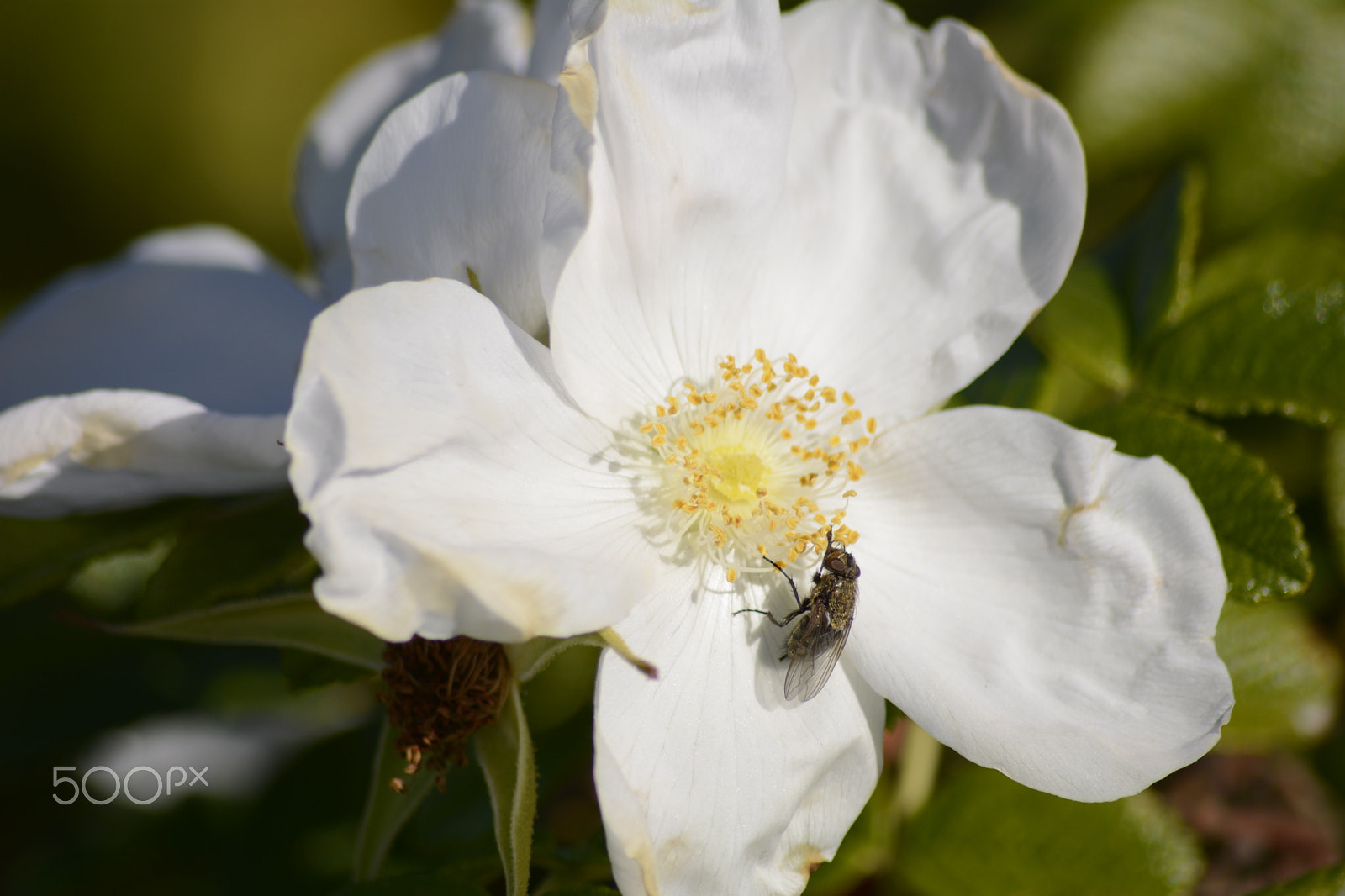 Sigma 70-300mm F4-5.6 APO DG Macro sample photo. Free lunch photography