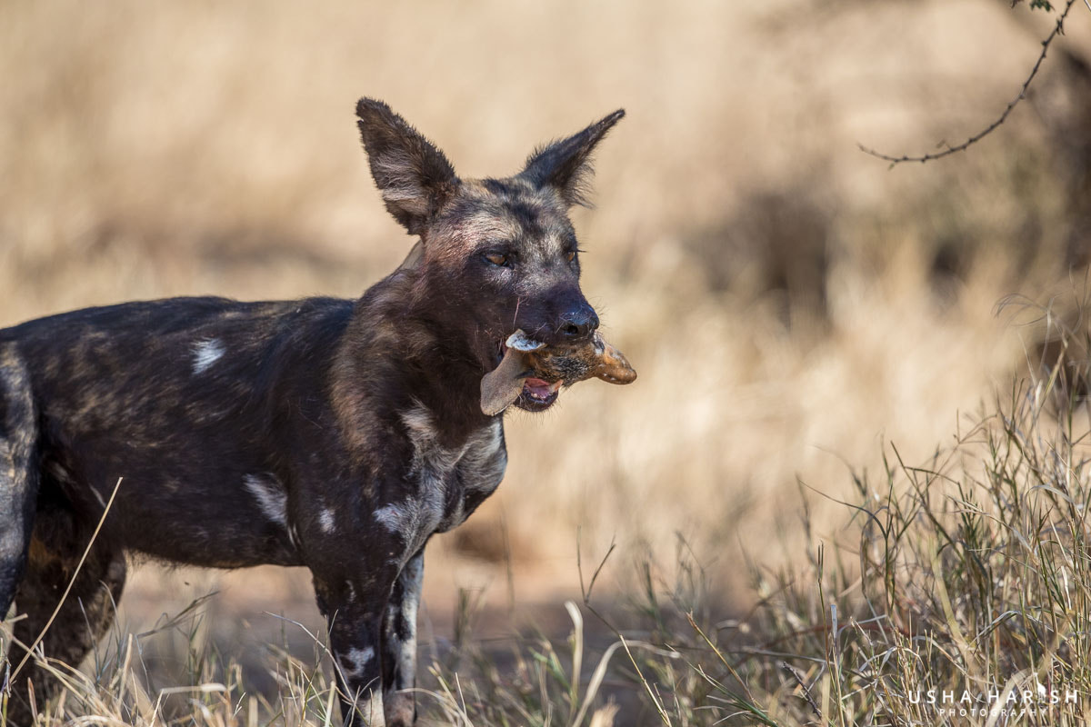 Canon EF 500mm F4L IS II USM sample photo. Wild dog with rabbit head photography