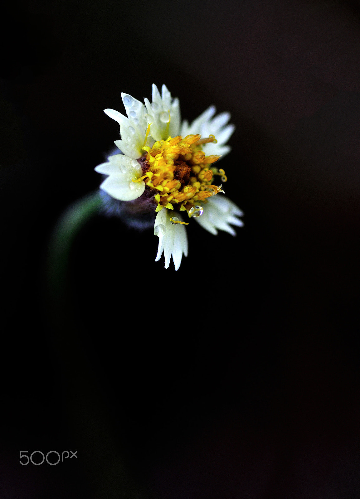 Nikon D90 sample photo. Wild flower photography