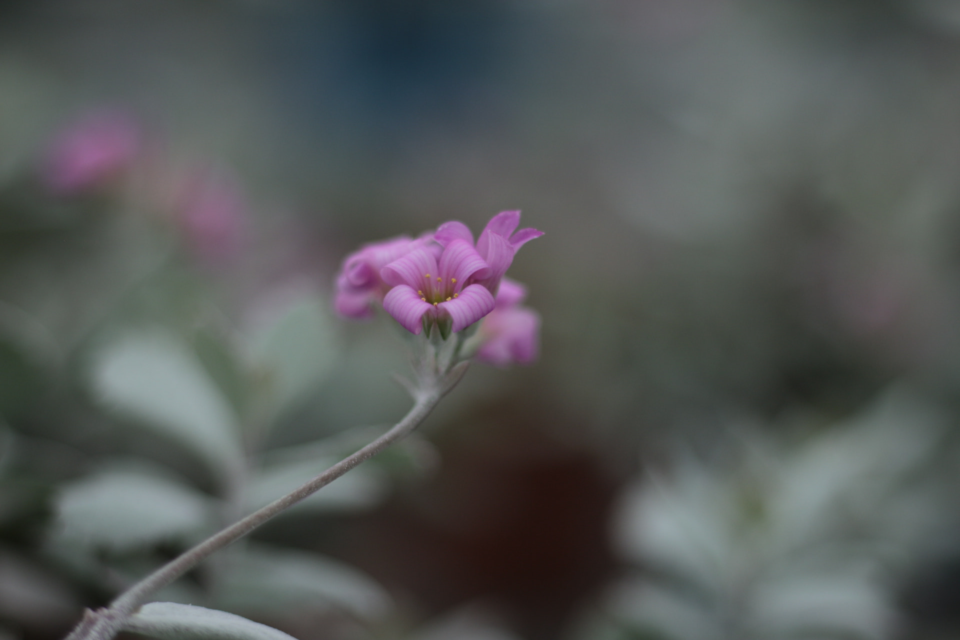 Canon EOS M2 + Canon EF 50mm F1.8 STM sample photo. Kalanchoe pumila photography