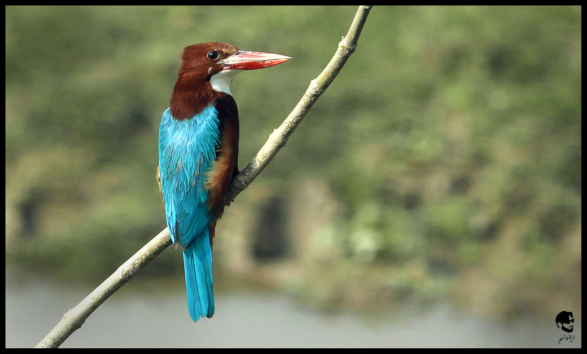 Canon EF-S 55-250mm F4-5.6 IS STM sample photo. White throated kingfisher photography