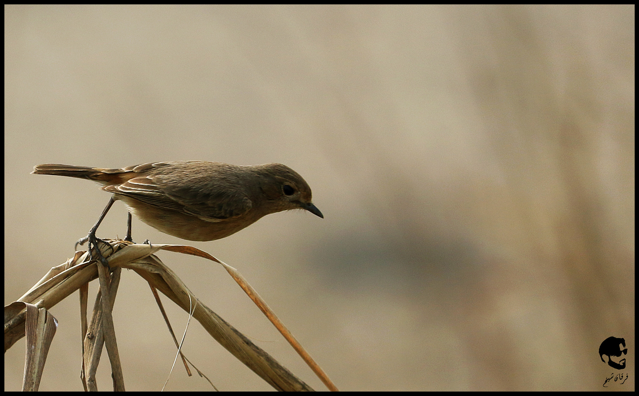 Canon EOS 7D Mark II + Canon EF-S 55-250mm F4-5.6 IS STM sample photo. Pied bushchat female photography