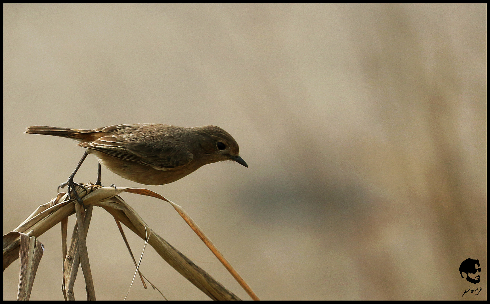 Canon EF-S 55-250mm F4-5.6 IS STM sample photo. Pied bushchat female photography