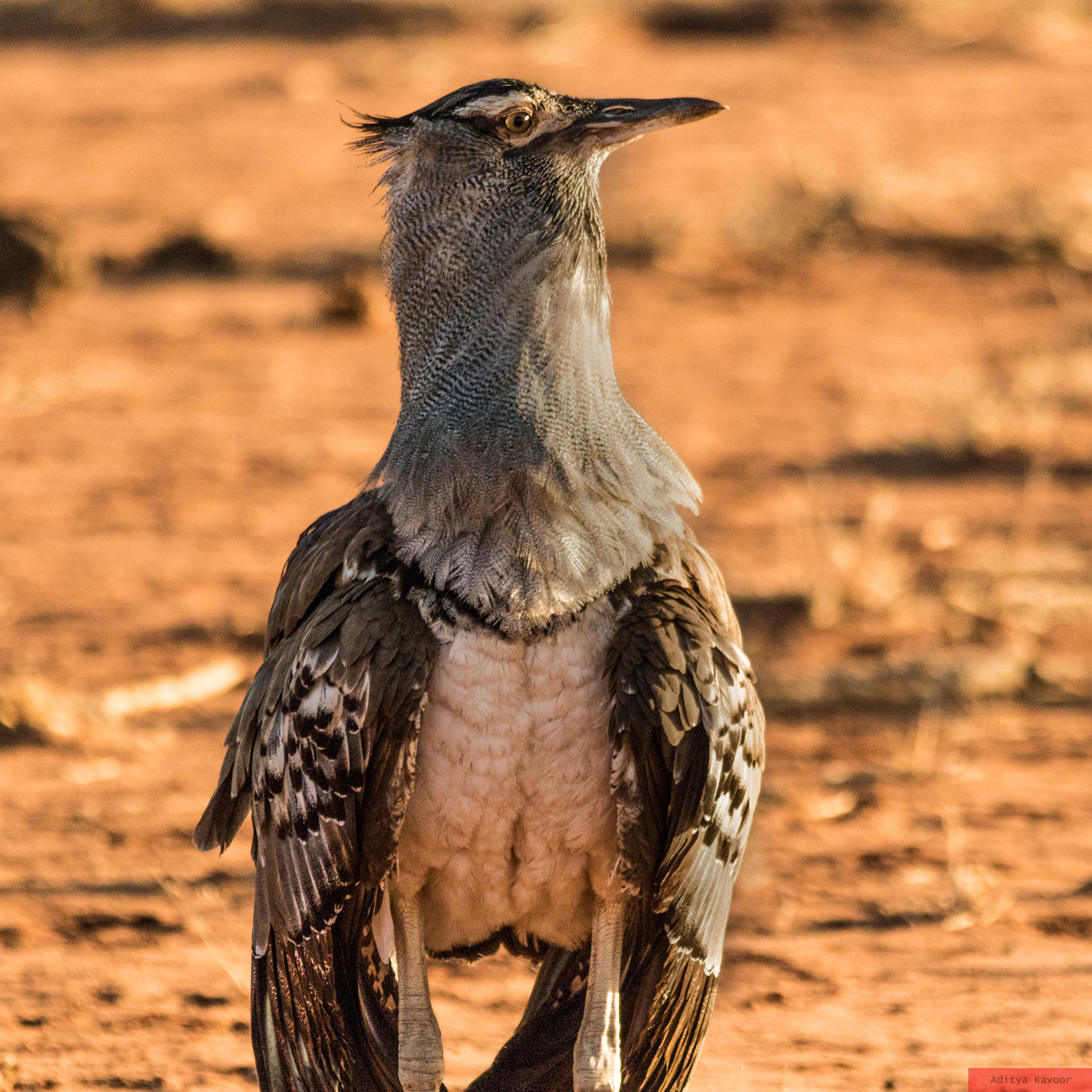 Sigma 150-500mm F5-6.3 DG OS HSM sample photo. The kori bustard photography