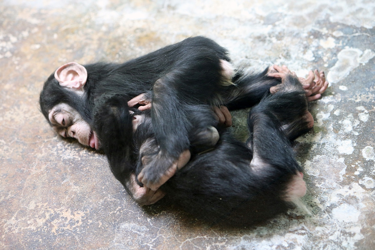 Canon EF 70-200mm F2.8L IS USM sample photo. Chimpanzee babies in everland photography
