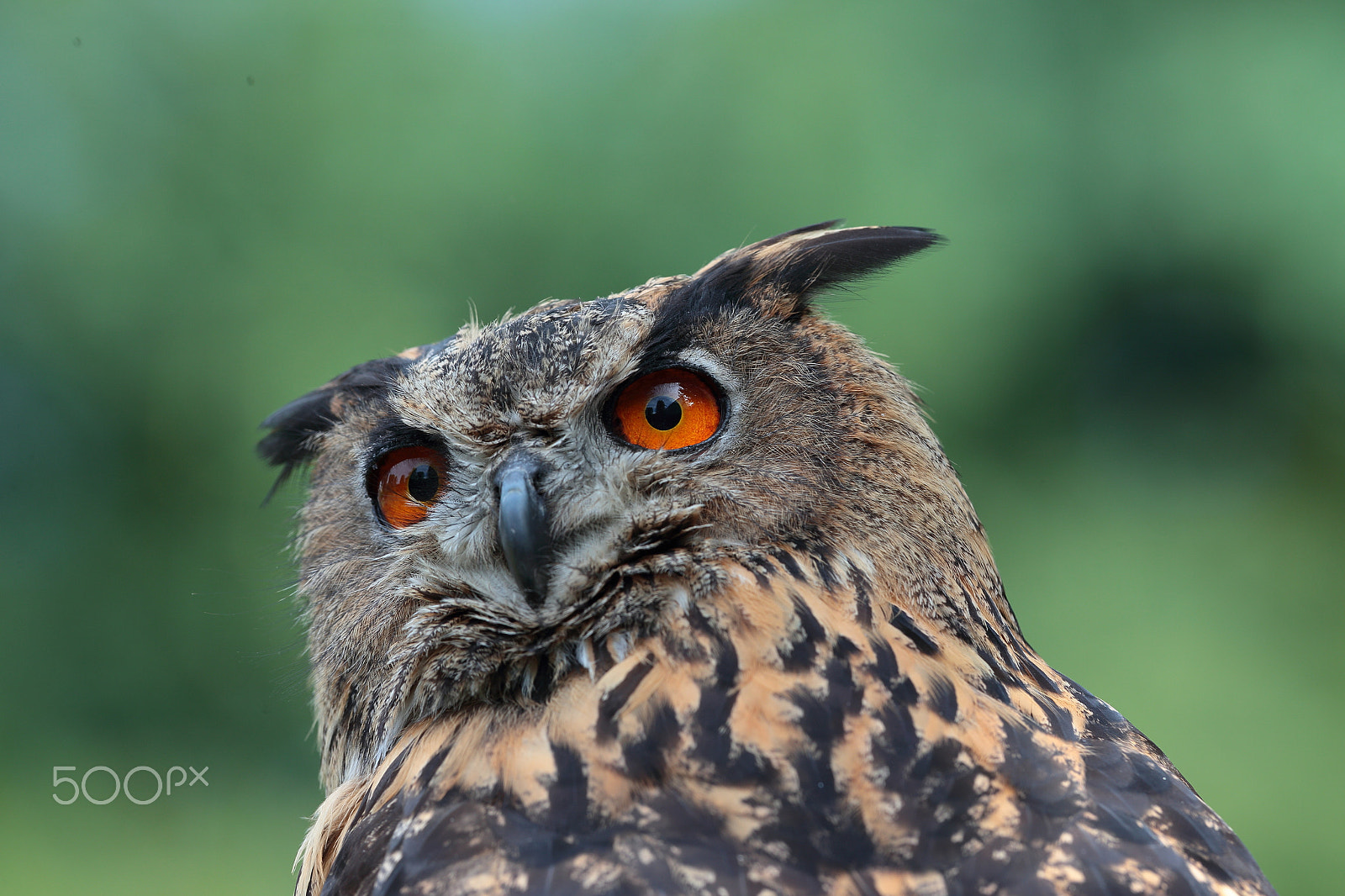 Canon EF 300mm F2.8L IS USM sample photo. Eyes photography