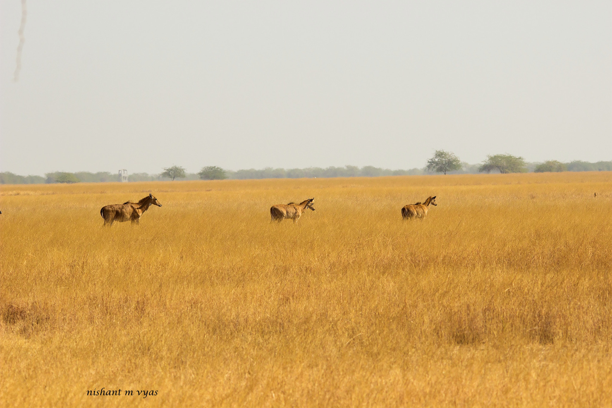 Sigma 150-500mm F5-6.3 DG OS HSM sample photo. Blue bull female photography