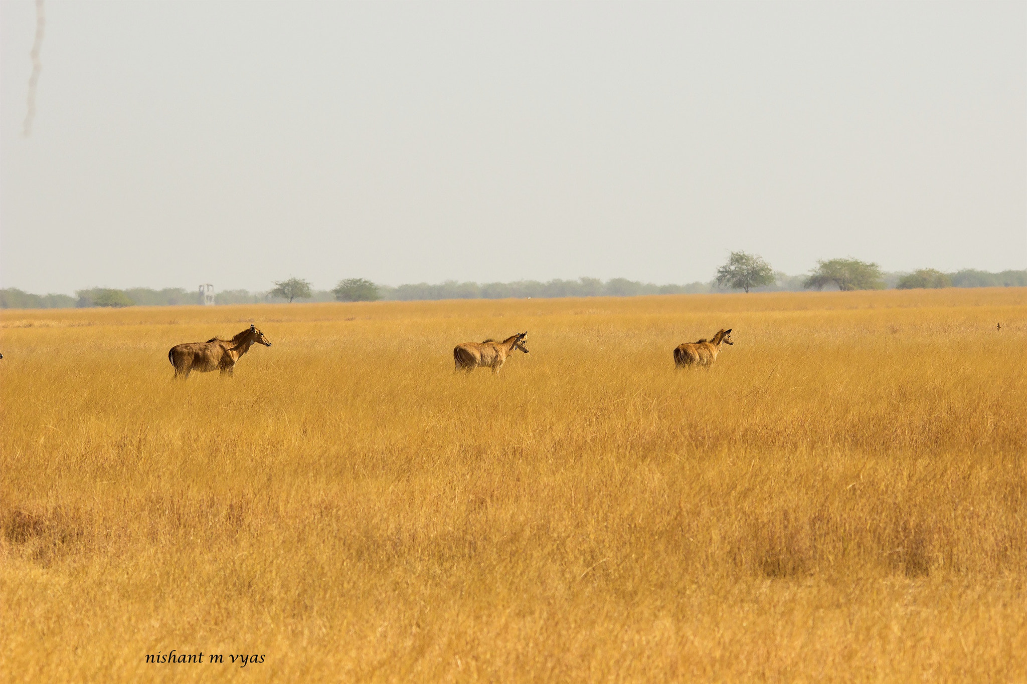 Canon EOS 600D (Rebel EOS T3i / EOS Kiss X5) + Sigma 150-500mm F5-6.3 DG OS HSM sample photo. Blue bull female photography