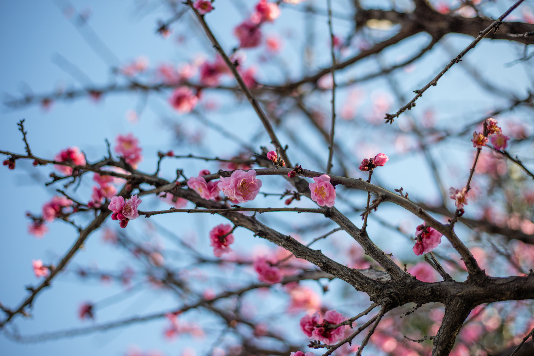 Canon EOS 5DS R sample photo. 9l0a7375-1.jpg photography