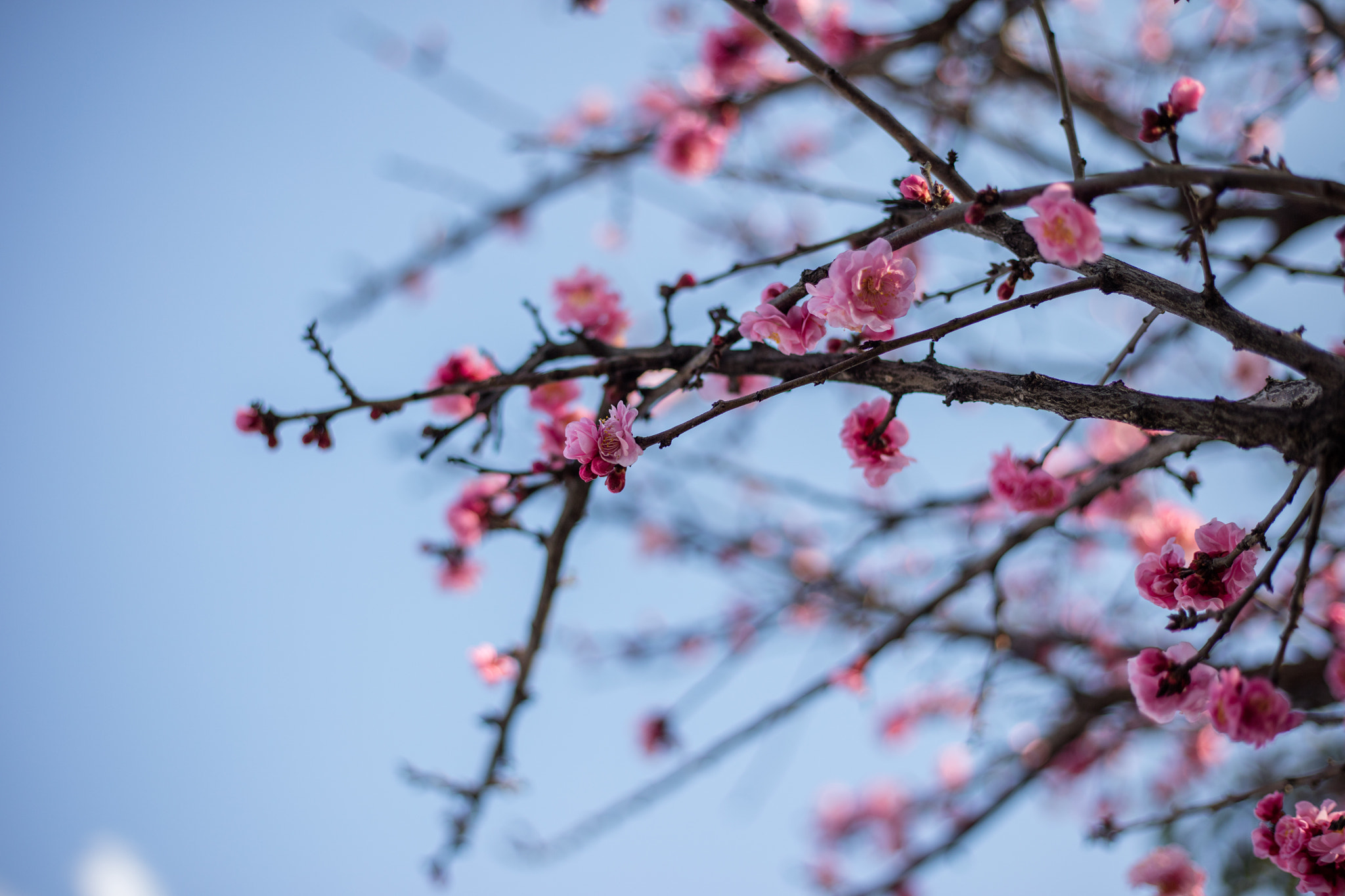 Canon EOS 5DS R + Canon EF 50mm F1.8 STM sample photo. 9l0a7376-1.jpg photography