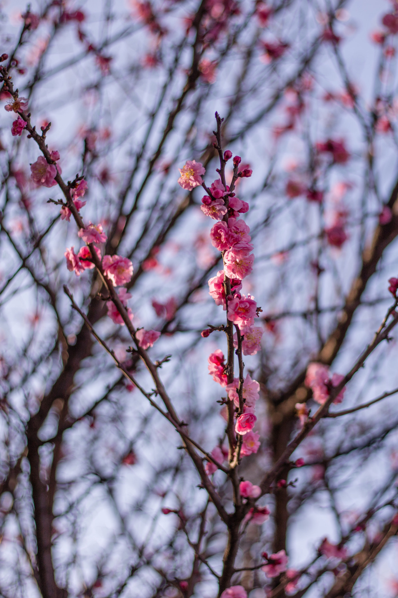Canon EOS 5DS R sample photo. 9l0a7377-1.jpg photography