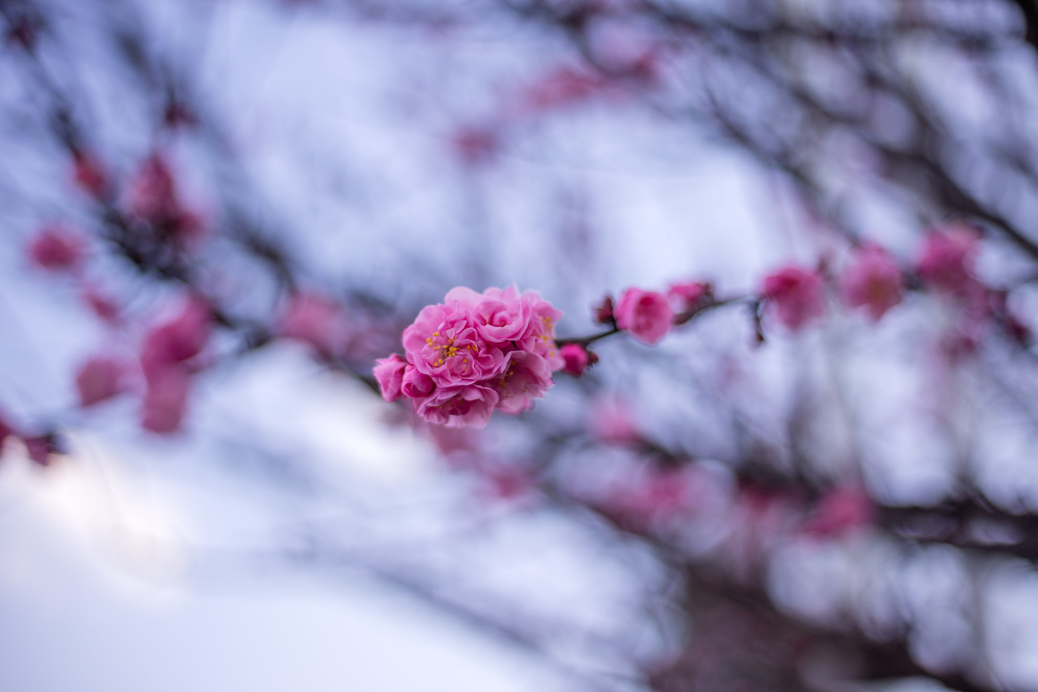 Canon EOS 5DS R + Canon EF 50mm F1.8 STM sample photo. 9l0a7381-1.jpg photography