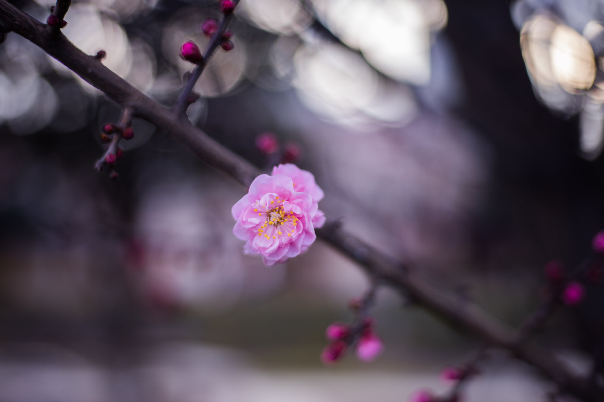 Canon EOS 5DS R + Canon EF 50mm F1.8 STM sample photo. 9l0a7387-1.jpg photography