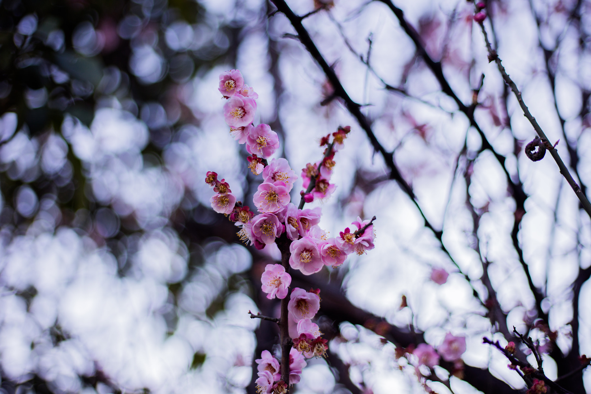 Canon EOS 5DS R sample photo. 9l0a7394-1.jpg photography